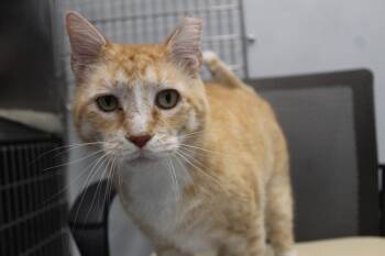 Bubble Boy -  Domestic Short Hair Cat for Adoption in Chestertown, Maryland - Bubble Boy | PetCurious