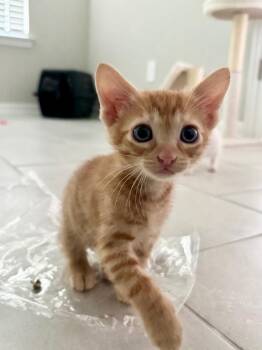Alphonse -  Domestic Short Hair Cat for Adoption in San Antonio, Texas - Alphonse | PetCurious