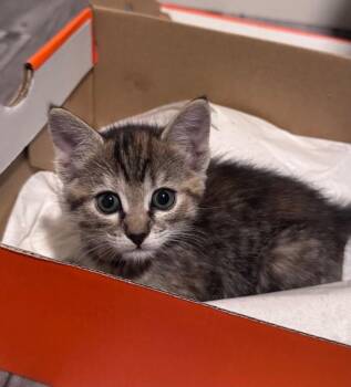 Rachael - Friends Litter -  Tabby Cat for Adoption in Anthem, Arizona - Rachael - Friends Litter | PetCurious