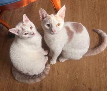 Polliwog and Tadpole -  Domestic Short Hair Cat for Adoption in Hamilton, Michigan - Polliwog And Tadpole | PetCurious