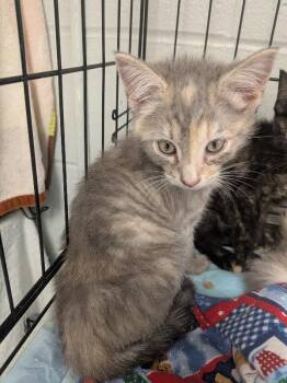 Bermuda -  Domestic Short Hair Cat for Adoption in Cincinnati, Ohio - Bermuda | PetCurious