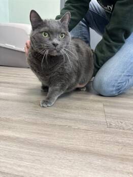 OLIVER -  Domestic Short Hair Cat for Adoption in Westminster, Maryland - OLIVER | PetCurious
