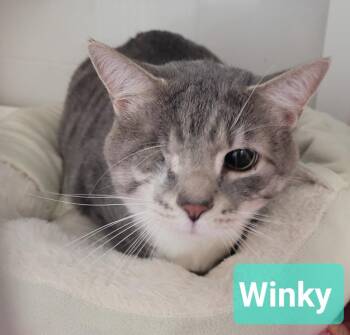 Winky -  Domestic Short Hair Cat for Adoption in Richmond, Indiana - Winky | PetCurious