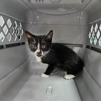 Gara -  Domestic Medium Hair Cat for Adoption in Lake Jackson, Texas - Gara | PetCurious