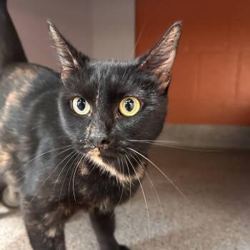 Misty Meadows -  Domestic Short Hair Cat for Adoption in Sarasota, Florida - Misty Meadows | PetCurious