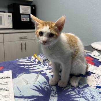 Sagittarius -  Domestic Short Hair Cat for Adoption in Riverside, California - Sagittarius | PetCurious