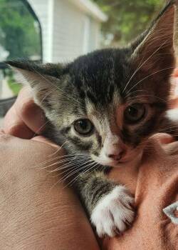 Walton -  Domestic Short Hair Cat for Adoption in Republic, Missouri - Walton | PetCurious