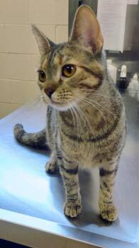 Maggie -  Domestic Short Hair Cat for Adoption in Grand Forks, North Dakota - Maggie | PetCurious