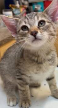 Domestic Short Hair Cats Available for Adoption in Elizabethton, Tennessee - Steve | PetCurious