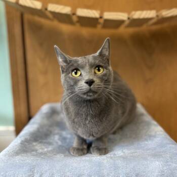 King -  Domestic Short Hair Cat for Adoption in Fargo, North Dakota - King | PetCurious
