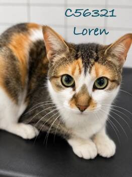 Loren -  Domestic Short Hair Cat for Adoption in Clarksville, Tennessee - Loren | PetCurious