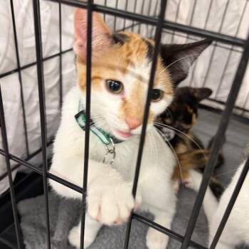Marie -  Domestic Short Hair Cat for Adoption in Normal, Illinois - Marie | PetCurious