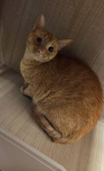 Buddy -  Domestic Short Hair Cat for Adoption in Bossier City, Louisiana - Buddy | PetCurious