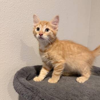 Blaze -  Domestic Short Hair Cat Available for Adoption in NEW PT RICHEY, Florida - Blaze | PetCurious