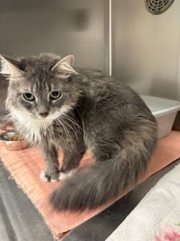 PATAGONIA -  Domestic Medium Hair Cat for Adoption in Minneapolis, Minnesota - PATAGONIA | PetCurious