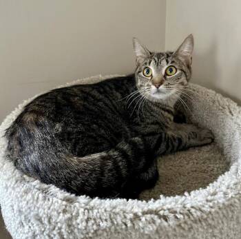 Domestic Short Hair Cats Available for Adoption - Anita | PetCurious