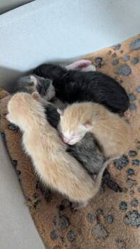 Domestic Short Hair Cats Available for Adoption in Kemp, Texas - Cherry | PetCurious