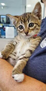 Domestic Short Hair Cats Available for Adoption in Denham Springs, Louisiana - Jenny PA | PetCurious
