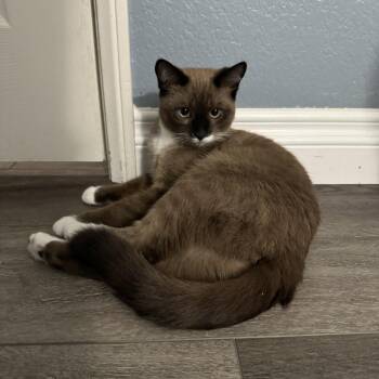 Seasmoke -  Siamese Cat for Adoption in Lakewood, California - Seasmoke | PetCurious