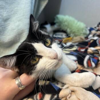Lydia -  Domestic Short Hair Cat for Adoption in Pittsburgh, Pennsylvania - Lydia | PetCurious