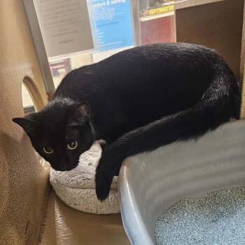 Domestic Short Hair Cats Available for Adoption in Newcastle, Oklahoma - Eightball | PetCurious