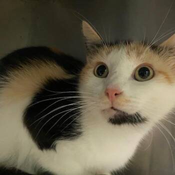 Domestic Short Hair Cats Available for Adoption in Dayton, Ohio - Poppy | PetCurious