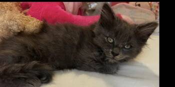 Domestic Long Hair Cats Available for Adoption in Mustang, Oklahoma - Max The Cat | PetCurious