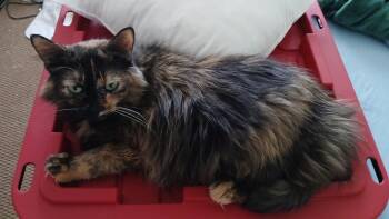 Shade -  Domestic Long Hair Cat for Adoption in Chatham, Virginia - Shade | PetCurious