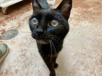 Domestic Short Hair Cats Available for Adoption - CONSTANCE | PetCurious