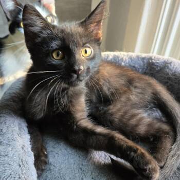 Alexandria -  Domestic Short Hair Cat Available for Adoption in Chicago, Illinois - Alexandria | PetCurious