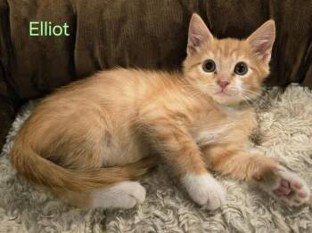 Rescue Domestic Short Hair Cats for Adoption - Elliot | PetCurious
