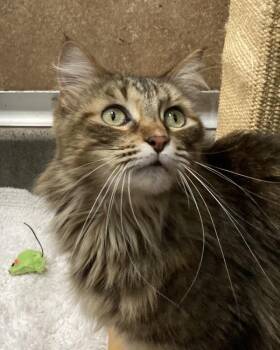 Domestic Short Hair Cats Available for Adoption in Novato, California - Hannah | PetCurious