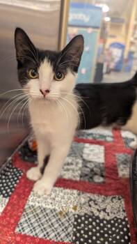 Jean Luc -  Domestic Short Hair Cat for Adoption in Missoula, Montana - Jean Luc | PetCurious