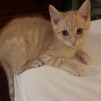 Orion -  Domestic Short Hair Cat for Adoption in Los Angeles, California - Orion | PetCurious