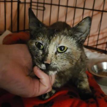 Domestic Short Hair Cats Available for Adoption in Reisterstown, Maryland - Leena | PetCurious