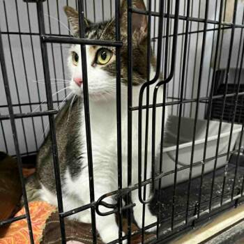 Domestic Short Hair Cats Available for Adoption in Stephenville, Texas - Midnight | PetCurious