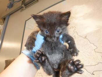 Rescue Domestic Short Hair Cats for Adoption in San Jose, California - SMOKEY | PetCurious