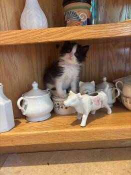 SHANE -  Domestic Medium Hair Cat for Adoption in Sacramento, California - SHANE | PetCurious