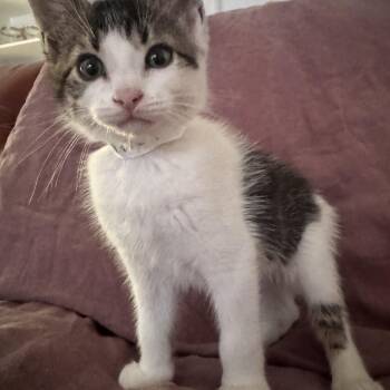 Elliot -  Domestic Medium Hair Cat for Adoption in Ontario, New York - Elliot | PetCurious