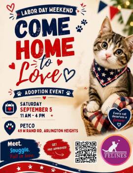 Allosaurus -  Siamese Cat for Adoption in Chicago, Illinois - Allosaurus | PetCurious