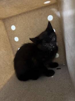 A884629 -  Domestic Short Hair Cat for Adoption in Camarillo, California - A884629 | PetCurious