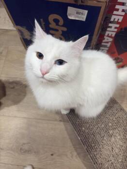 McFlurry (bonded w/ Boba) -  Turkish Angora and Domestic Medium Hair Cat for Adoption in San Jose, California - McFlurry (bonded W/ Boba) | PetCurious