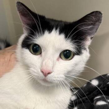 Domestic Short Hair Cats Available for Adoption in Lansing, Michigan - BeezlyBee | PetCurious
