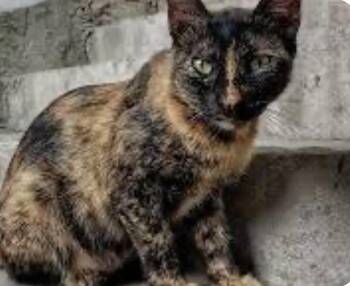 LILY -  Domestic Short Hair Cat for Adoption in Northfield, Ohio - LILY | PetCurious