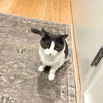 Rescue Domestic Short Hair Cats for Adoption - Oscar | PetCurious