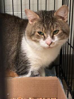 Frankie -  Domestic Short Hair Cat for Adoption in Cincinnati, Ohio - Frankie | PetCurious