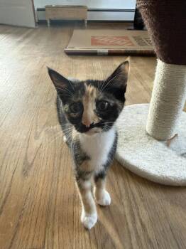 Jill -  Domestic Short Hair Cat for Adoption in East Greenville, Pennsylvania - Jill | PetCurious