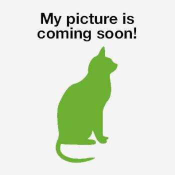 Calico and Domestic Short Hair Cats Available for Adoption in Livonia, Michigan - C322 Litter Ginger | PetCurious