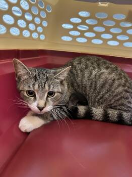 Sugarbee -  Domestic Short Hair Cat for Adoption in Bolton, Ontario - Sugarbee | PetCurious