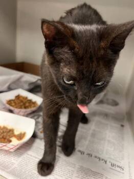 BISCUITS -  Domestic Medium Hair Cat for Adoption in Dallas, Texas - BISCUITS | PetCurious